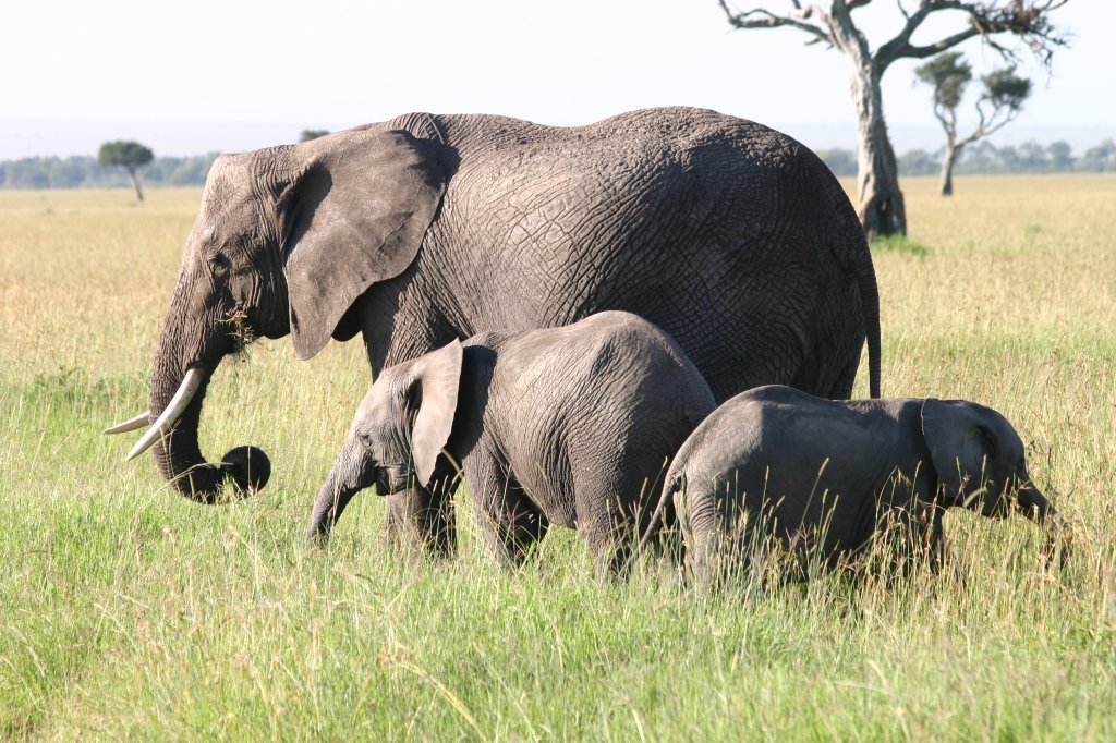 Luxury Maasai Mara Safari Tour | Image #2/5 | 