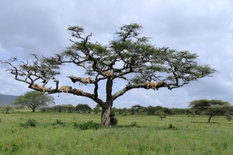 Lion In A Tree