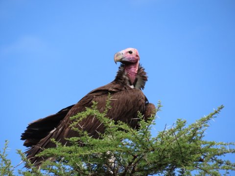 Vulture