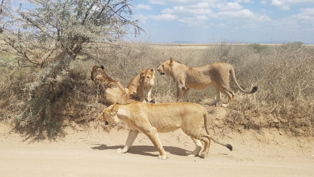 Lionesses | 4 Days- Camping Safari-- Group Joining Tour/ | Image #4/7 | 