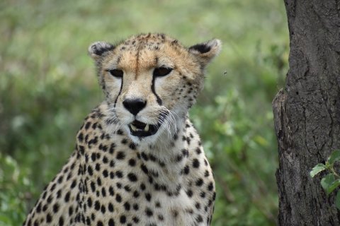 Cheetah