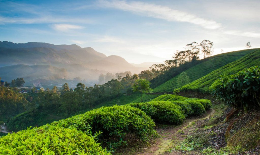 Munnar Jeep Safari | Munnar, India | Wildlife & Safari Tours | Image #1/1 | 