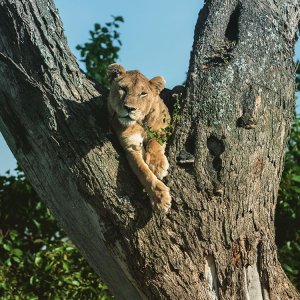 5 Days 4 nights Tanzania luxury safari | Arusha, Tanzania | Hotels & Resorts