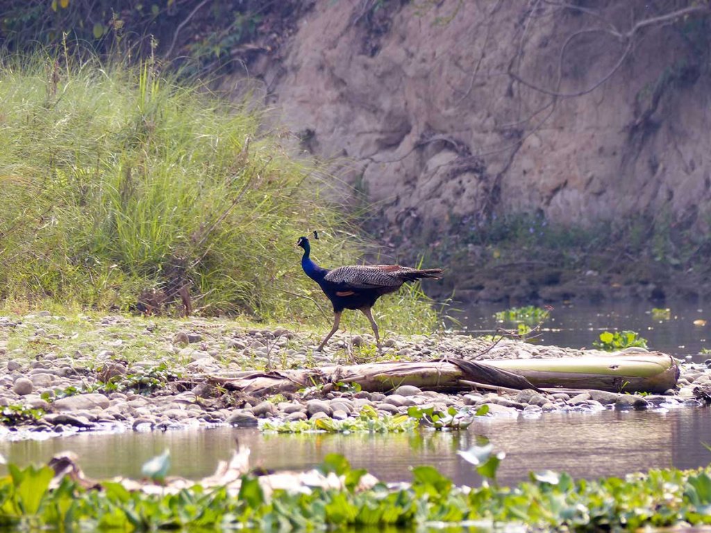 Bird Watching Tour In Nepal | Image #4/5 | 