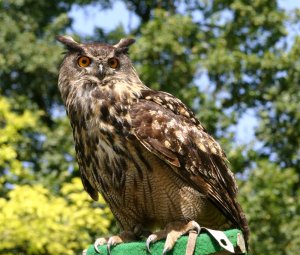 Bird Watching Tour In Nepal