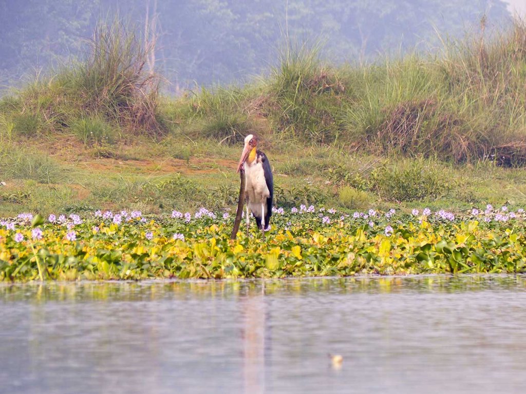 Bird Watching Tour In Nepal | Image #2/5 | 