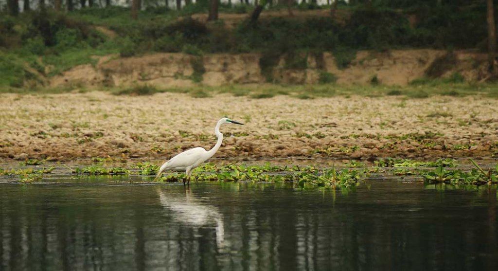 Bird Watching Tour In Nepal | Image #3/5 | 