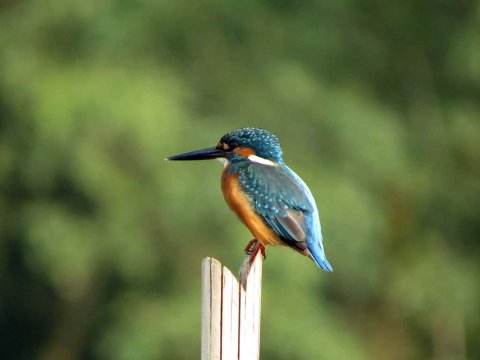 Kingfisher