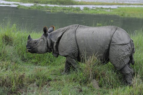 Rhino