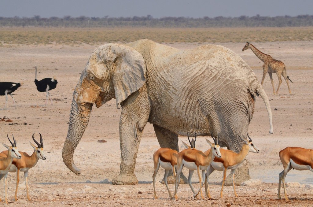 Etosha National Park | 3 Days Etosha National Park Wildlife Tour -Camping | Windhoek , Namibia | Wildlife & Safari Tours | Image #1/1 | 