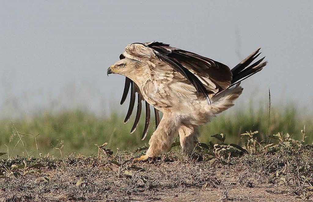 Masai Mara Safari | Image #5/29 | 