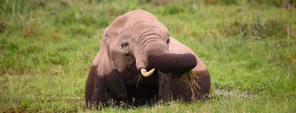 Masai Mara Safari | Image #21/29 | 