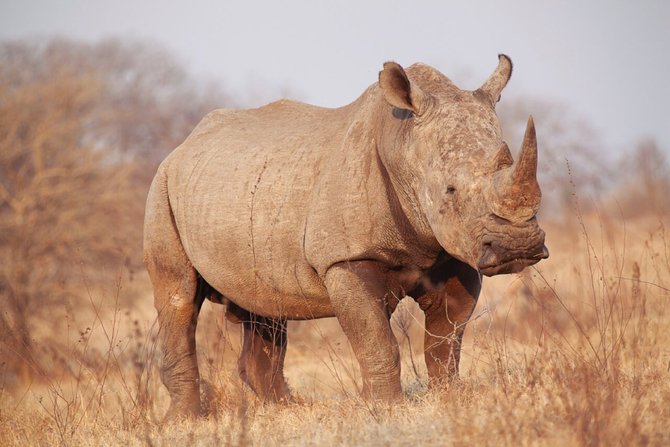 Masai Mara Safari | Image #27/29 | 