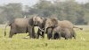 Masai Mara Safari | Nairobi, Kenya