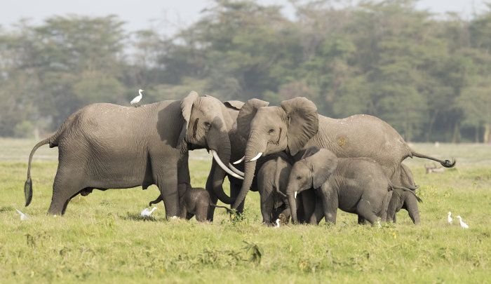 Masai Mara Safari | Nairobi, Kenya | Wildlife & Safari Tours | Image #1/29 | 