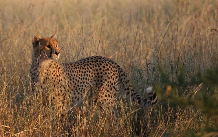 Masai Mara Safari | Image #29/29 | 