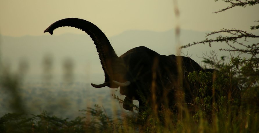 Masai Mara Safari | Image #22/29 | 