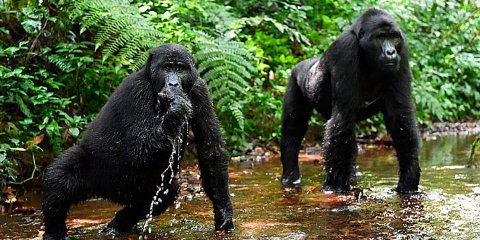 Bwindi Impenetrable Forest