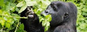 7 Days Bwindi Impenetrable - Gorilla Trekking