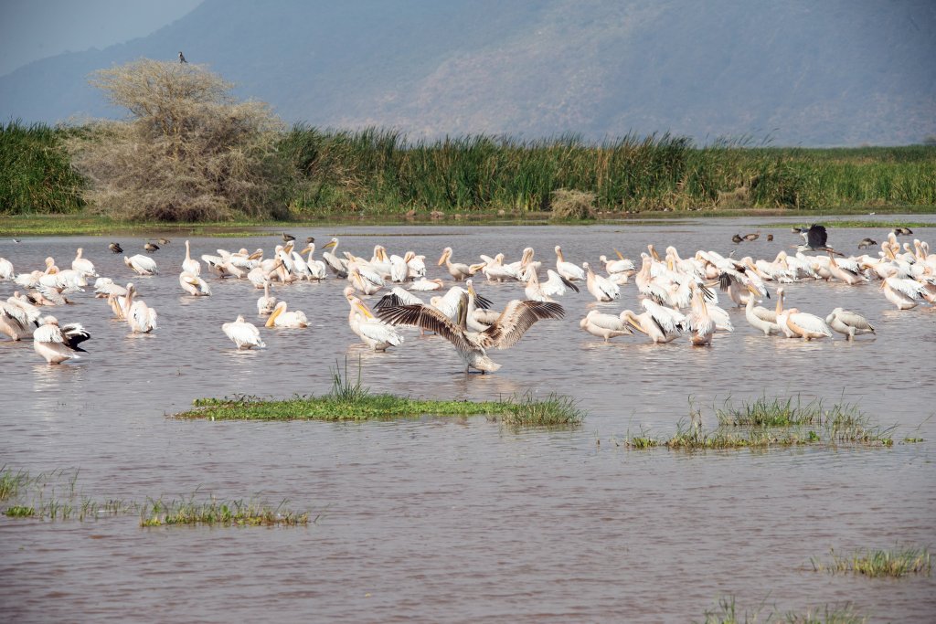 Lake Manyara Tours | 4 Days Tanzania Private Safari | Moshi, Tanzania | Wildlife & Safari Tours | Image #1/4 | 