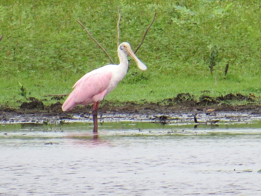 Pantanal Tour | Image #29/36 | 