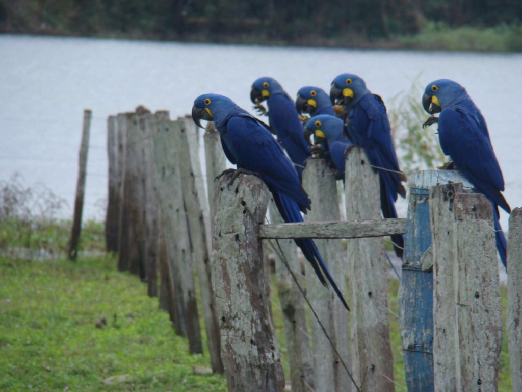 Pantanal Tour | Image #24/36 | 