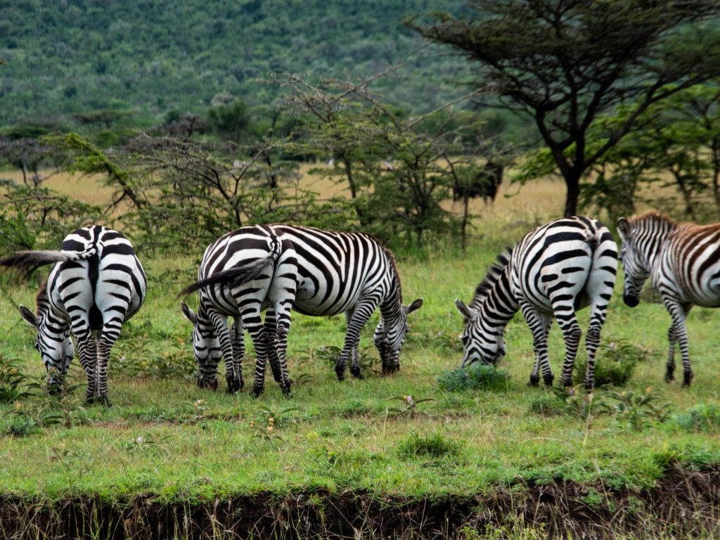 3 Days Masai Mara Group Adventure Camping Tour | Image #5/6 | 