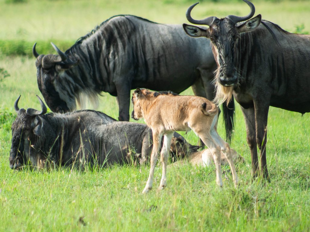 3 Days Masai Mara Group Adventure Camping Tour | Image #4/6 | 