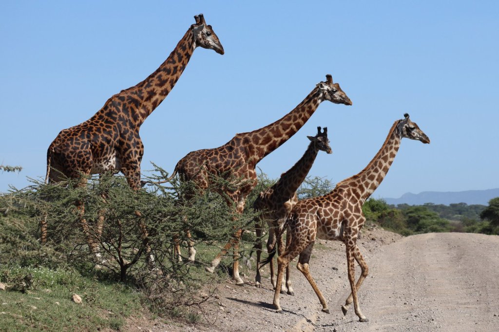 Amazing Mt. Kilimanjaro Climbs & Serengeti Safaris | Image #14/20 | 