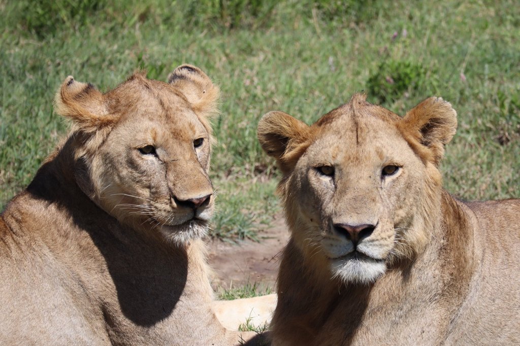 Amazing Mt. Kilimanjaro Climbs & Serengeti Safaris | Image #7/20 | 