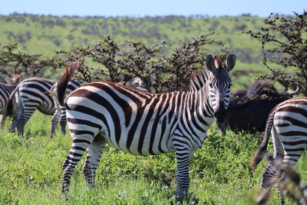 Amazing Mt. Kilimanjaro Climbs & Serengeti Safaris | Image #13/20 | 