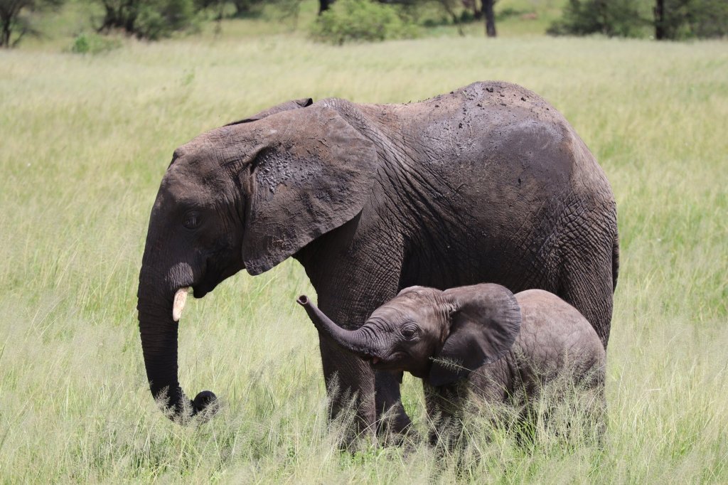 Amazing Mt. Kilimanjaro Climbs & Serengeti Safaris | Image #8/20 | 