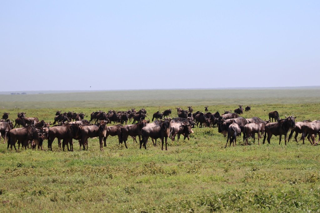 Amazing Mt. Kilimanjaro Climbs & Serengeti Safaris | Image #6/20 | 