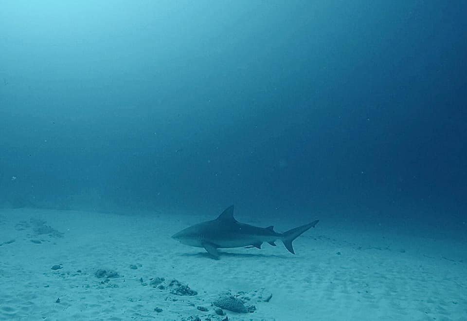 Scuba Diving Playa Del Carmen With Pluto Dive | Image #2/5 | 