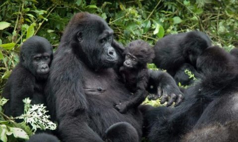 Gorilla Family