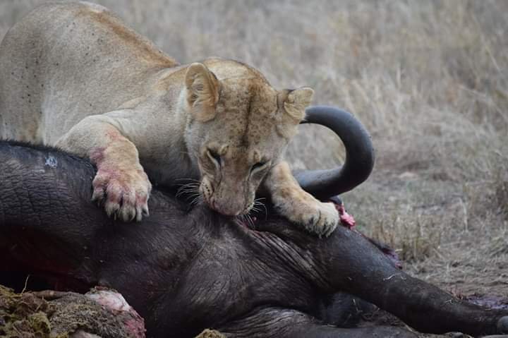 Ngorongoro Crater | 3 Days safari Best in Northern circuits | Image #4/4 | 