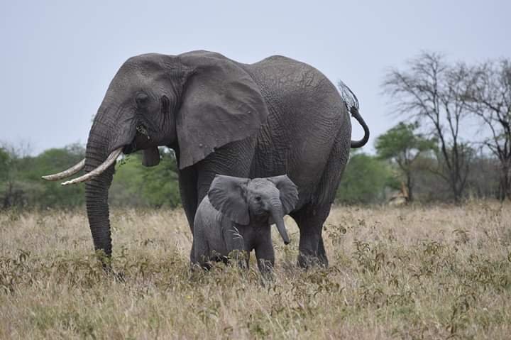 Tarangire National Park | 3 Days safari Best in Northern circuits | Image #3/4 | 