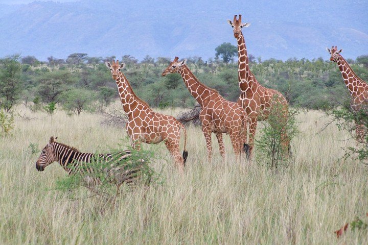 2 Days Red Elephant Safari Tsavo East | Image #3/4 | 