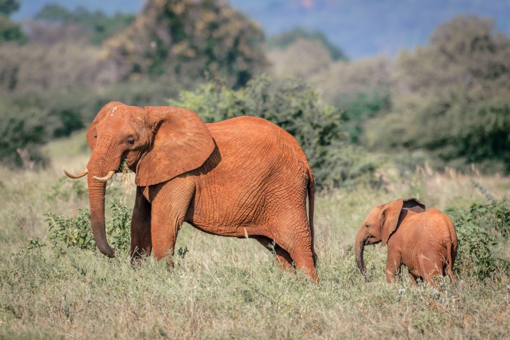 3 Days Tsavo East and Tsavo West Safari | Diani, Kenya | Wildlife & Safari Tours | Image #1/4 | 