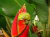 Dracaena Lodge , Cuyabeno Adventure | Oriente, Ecuador