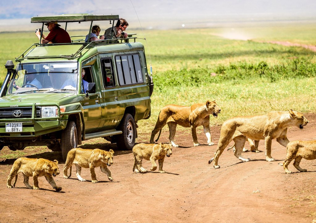 Game Drive Safari | The Best Of Mt. Kilimanjaro Treks & Safaris | Image #5/9 | 