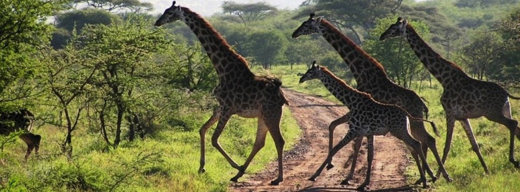 Exploring The Masai Mara | Image #3/4 | 