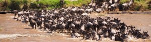 Exploring The Masai Mara