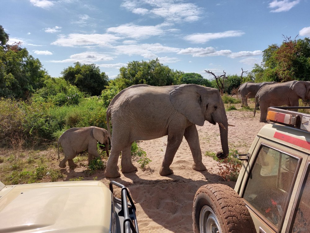 4 Days Tented Camps Safari | Image #7/7 | 