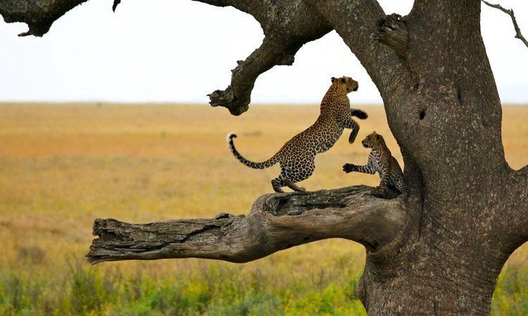 4 Days Tented Camps Safari | Image #4/7 | 