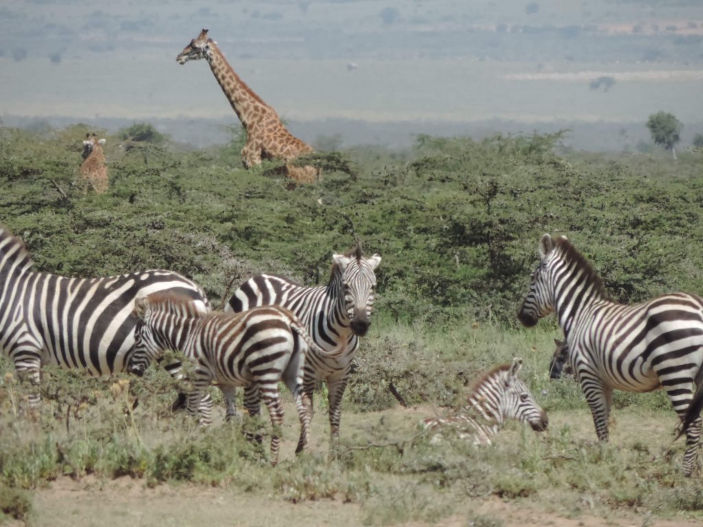 Yha Kenya Travel | Image #29/41 | 