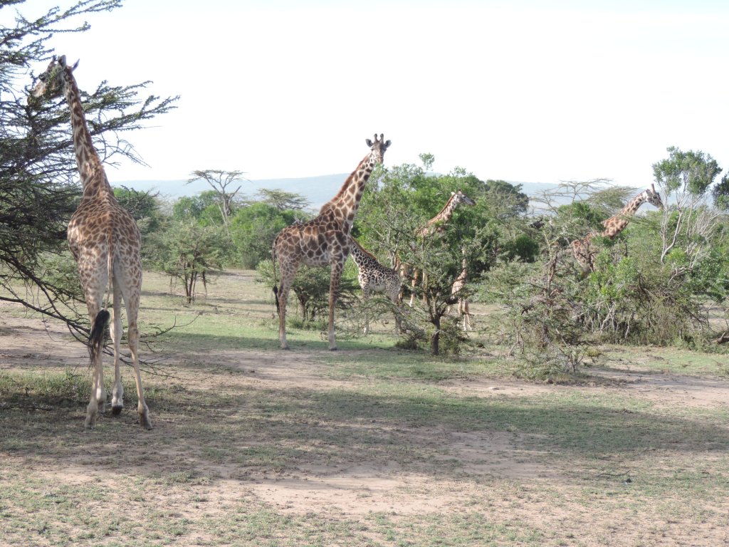 Yha Kenya Travel | Image #8/41 | 