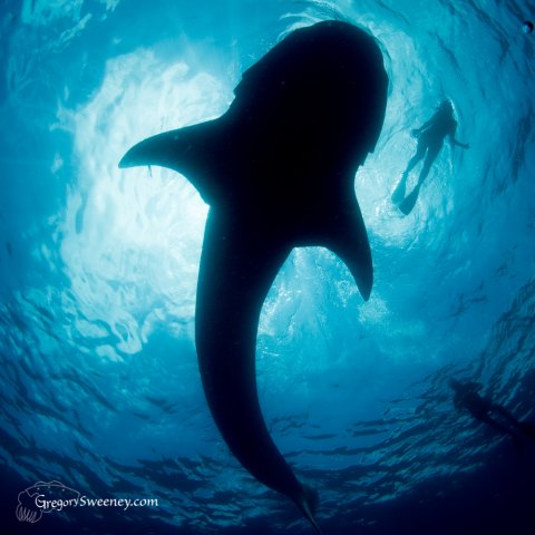 Whale Shark Small Group Tour