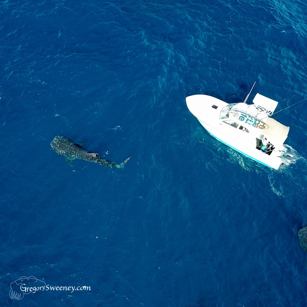 Snorkeling Trip To Isla Mujeres Mexico | Snorkel With Whale Sharks Multi Day Eco Tour | Image #5/8 | 