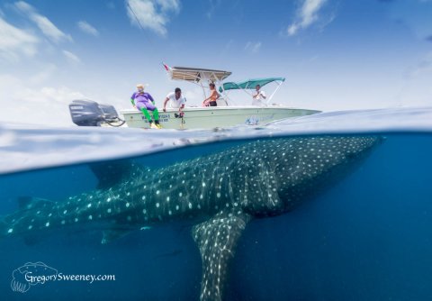 Swim With Whale Sharks Small Group Tour